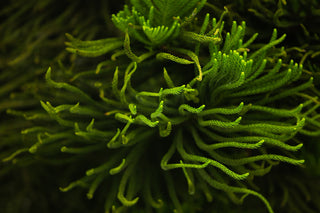 Algas de las que se extrae la espirulina