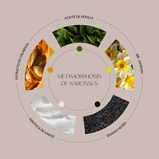 Ingredientes clave en Metamorphosis of Narcissus