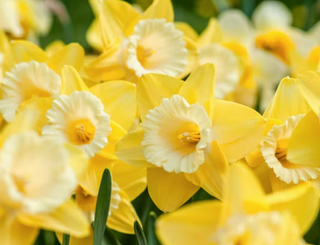 Narcisos en flor. Su extracto en Byoode.