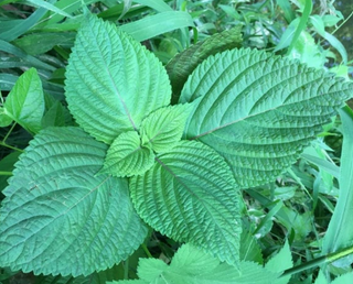 Aceite de perilla en limpiador de byoode
